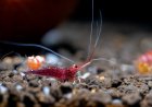 Krill Yağı Faydaları ve Kullanım Alanları