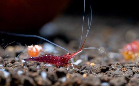 Krill Yağı Faydaları ve Kullanım Alanları