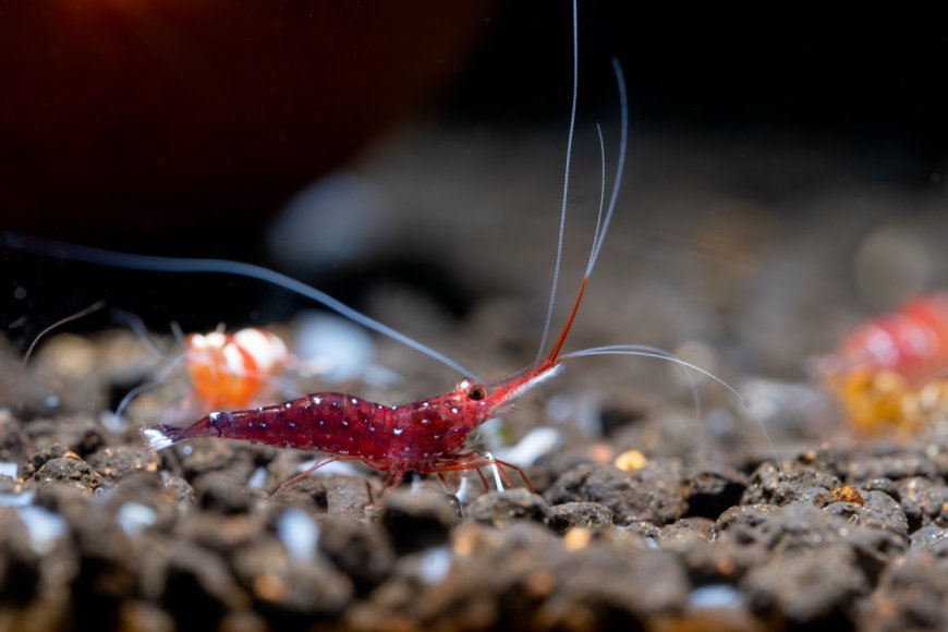 Krill Yağı Faydaları ve Kullanım Alanları