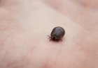 Lyme Hastalığı Nedir? Nedenleri, Belirtileri ve Tedavisi