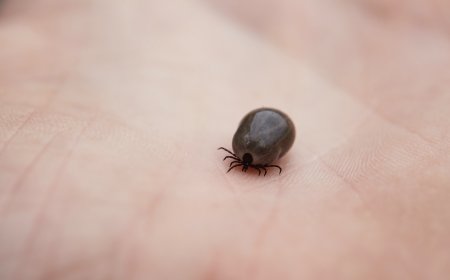 Lyme Hastalığı Nedir? Nedenleri, Belirtileri ve Tedavisi