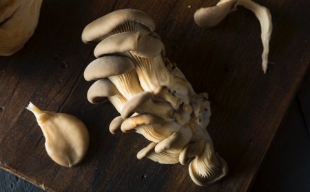 İstiridye Mantarı Faydaları Nelerdir?