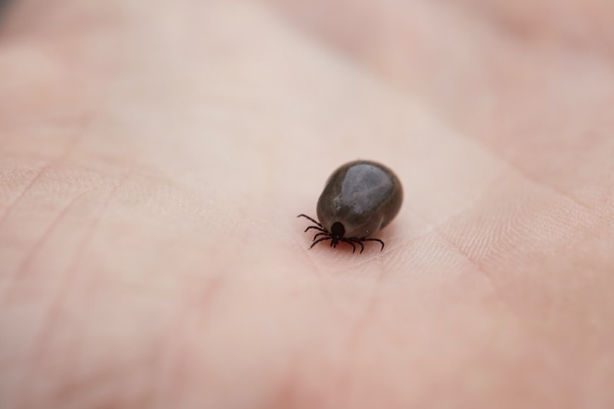 Lyme Hastalığı Nedir? Nedenleri, Belirtileri ve Tedavisi