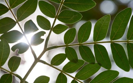 Mucizevi Moringa Çayı Nedir? Ne İçin Kullanılır?