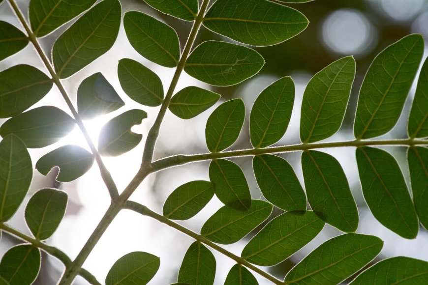 Mucizevi Moringa Çayı Nedir? Ne İçin Kullanılır?