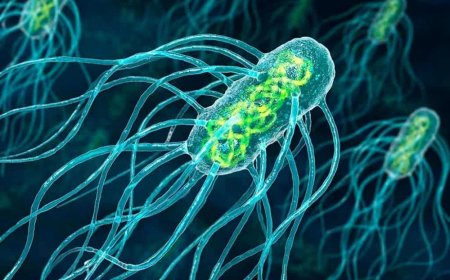 Dikkat! Salmonella Nedir? Salmonella Belirtileri Nelerdir?
