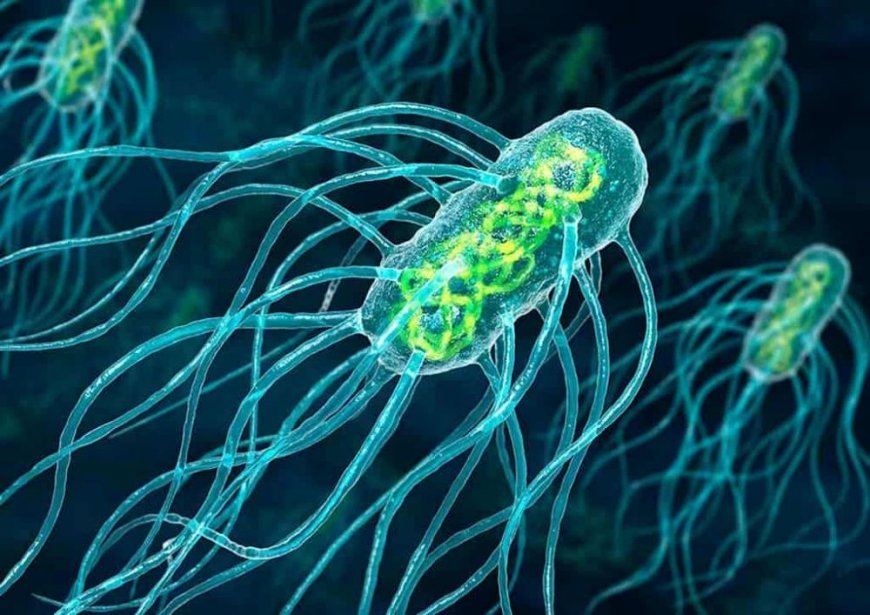 Dikkat! Salmonella Nedir? Salmonella Belirtileri Nelerdir?