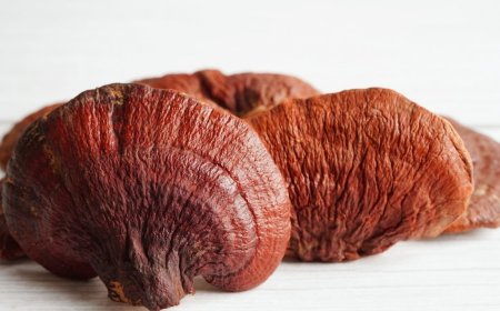 Reishi Mantarı Faydaları Nelerdir? Nasıl Tüketilmelidir?