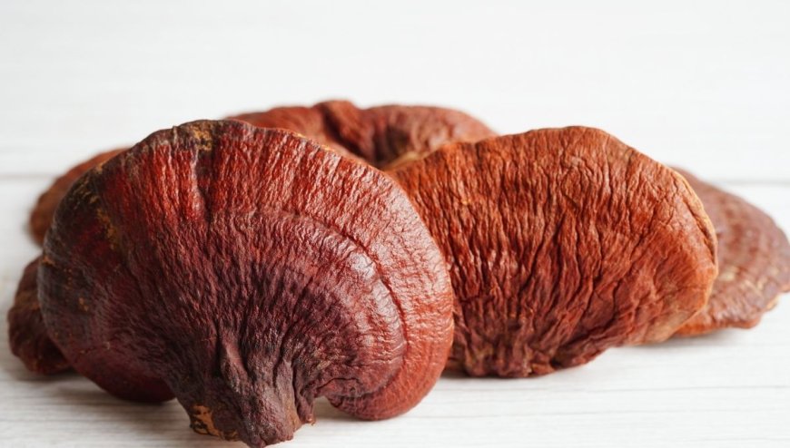 Reishi Mantarı Faydaları Nelerdir? Nasıl Tüketilmelidir?